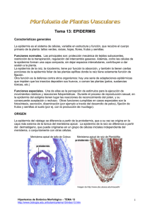 Tema 13: EPIDERMIS