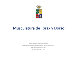M. Torax y Dorso - U