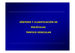síntesis y clasificación de moléculas. tráfico vesicular