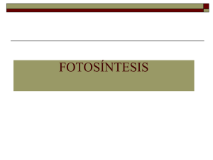 fotosíntesis - Biblioteca UPIBI