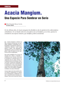 Acacia Mangium.