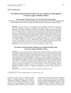 Prevalencia del protozoario Perkinsus sp. en un cultivo de ostión