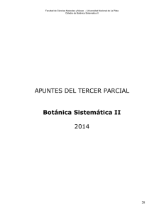 APUNTES DEL TERCER PARCIAL Botánica Sistemática II 2014