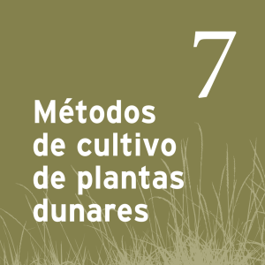 Métodos de cultivo de plantas dunares
