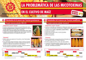 La Problemática de las Micotoxinas en el Cultivo de Maíz.