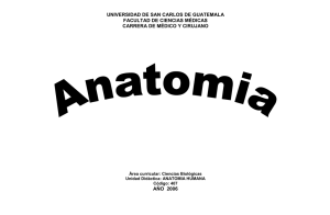 Anatomia 2006_2007 - Facultad de Ciencias Medicas