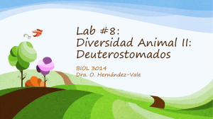 Lab #8: Diversidad Animal II: Deuterostomados
