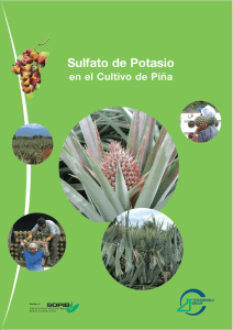 Sulfato de Potasio en el Cultivo de Piña