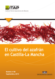 El Cultivo del Azafrán en Castilla la Mancha