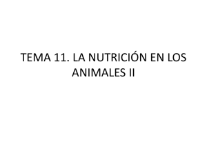 tema 11. la nutrición en los animales ii