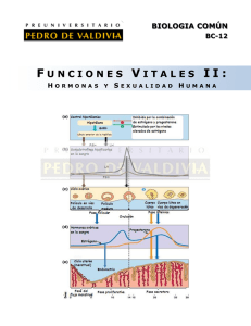 Hormonas y Sexualidad humana