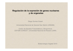 Regulación de la expresión de genes nucleares y de organelas