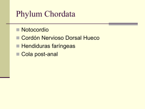Subphylum Urochordata