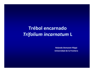 Trifolium incarnatum - Praderas y Pasturas