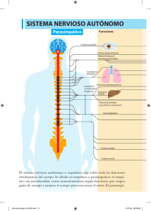 sistema nervioso autónomo