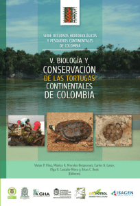 Mesoclemmys gibba - Asociación Colombiana de Herpetología