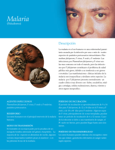 Malaria - PAHO/WHO