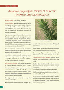 Araucaria angustifolia (BERT.) O. KUNTZE. (FAMILIA