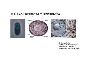 celulas eucariota y procariota