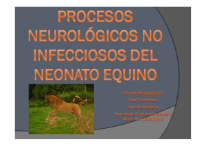 Procesos neurológicos no infecciosos del neonato equino