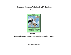Sesión 13 Sistema Nervios Autónomo de cabeza, cuello y tórax
