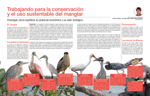 Conservación y uso sustentable del manglar - perspectivas