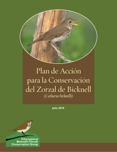Plan de Acción para la Conservación del Zorzal de Bicknell