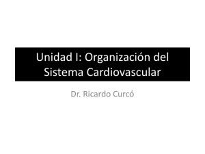 Organización del Sistema Cardiovascular
