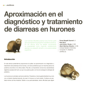 aproximación en el diagnóstico y tratamiento de diarreas en hurones