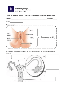 Guía de estudio sobre: “Sistema reproductor femenino y masculino”