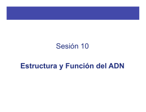 Sesion 10, Estructura y función ADN