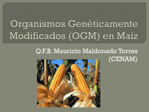 Organismos Genéticamente Modificados (OGM) en Maíz