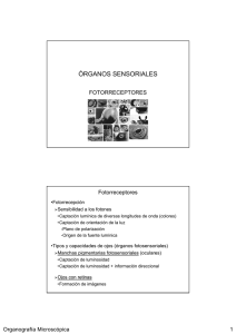 fotorreceptores - Acceso a la página de la Asignatura de