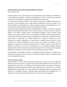 PARTICIPACION DEL FGF23 EN EL METABOLISMO DEL