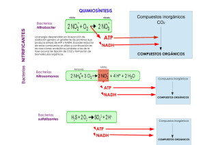 QUIMIOSÍNTESIS Compuestos inorgánicos CO2 NADH ATP NADH