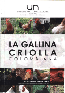 La gallina criolla colombiana