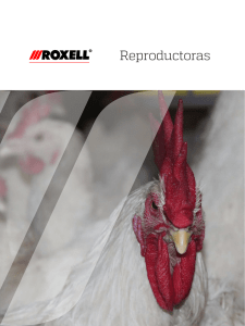 ROXELL_broiler