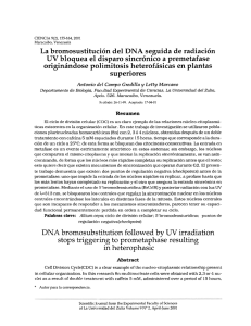 La bromosustitución del DNA seguida de radiación UV bloquea el