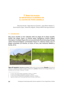64 7. insectos plagas de importancia económica en el cultivo de