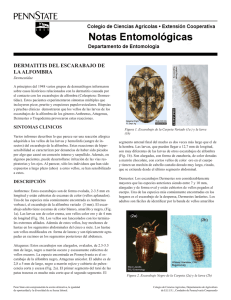PDF En Español Dermatitis del Escarabajo de la Alfombra