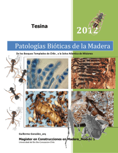 Patologías Bióticas de la Madera