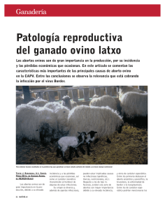Patología reproductiva del ganado ovino latxo