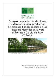 Ensayos de plantación de clones Paulownia sp. para producción de