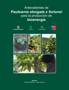 Paulownia elongata x fortunei bioenergía