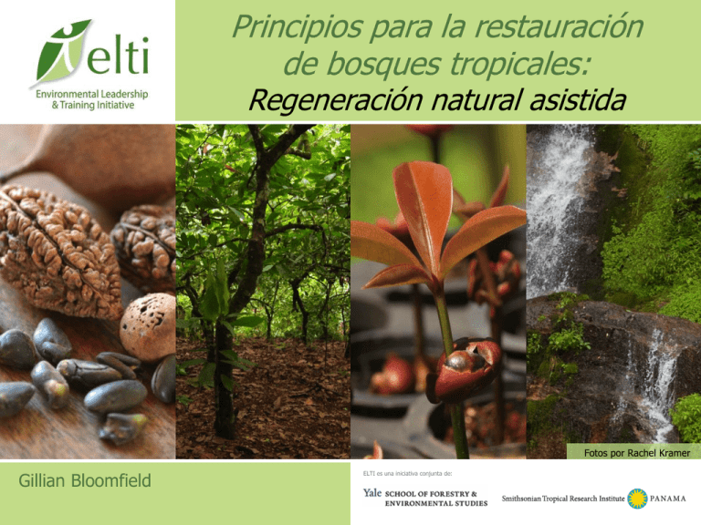 Principios Para La Restauración De Bosques Tropicales: