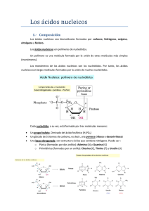 Los ácidos nucleicos - CienciasDeLaNaturaleza