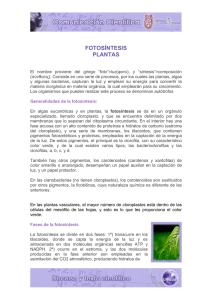 fotosíntesis plantas