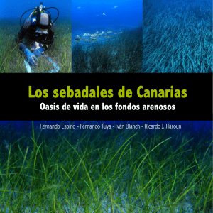 Los sebadales de Canarias: oasis de vida en los fondos arenosos.