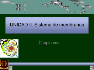 IIc-Citoplasma