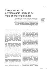 Incorporación de Germoplasma Indígena de Maíz en Materiales Elite
